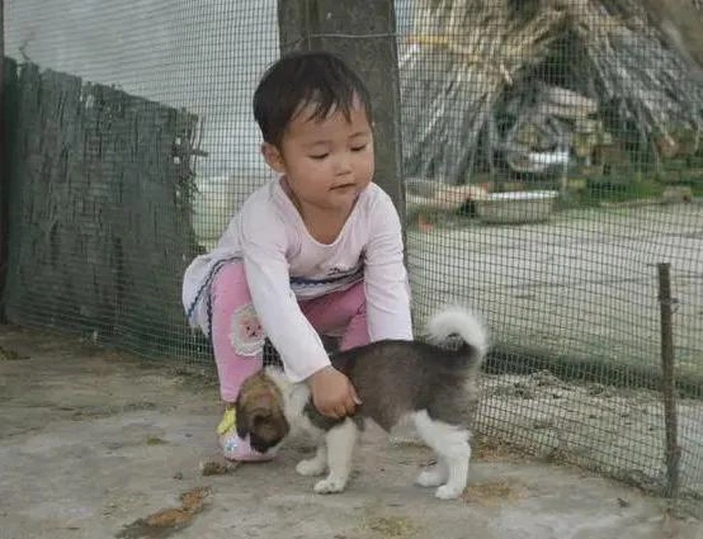 Có thể là hình ảnh về chó