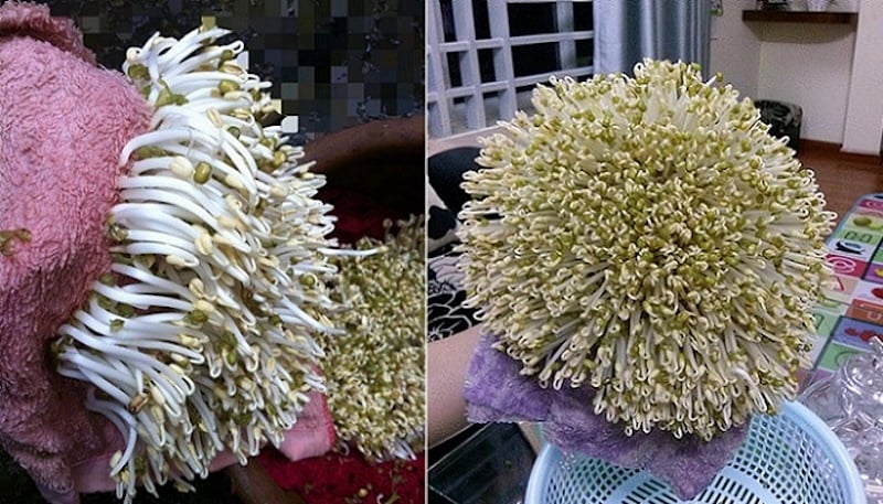 Giá đỗ lên đều, trắng mập, giòn ngọt vô cùng hấp dẫn