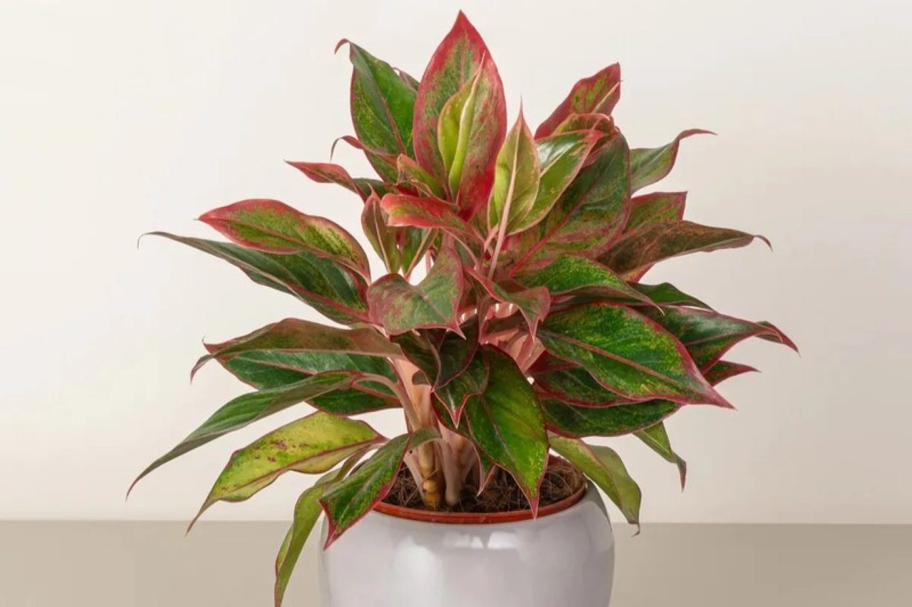 Cây phú quý để bàn làm việc, bàn phòng khách luôn mang đến vượng tài cho gia chủ.