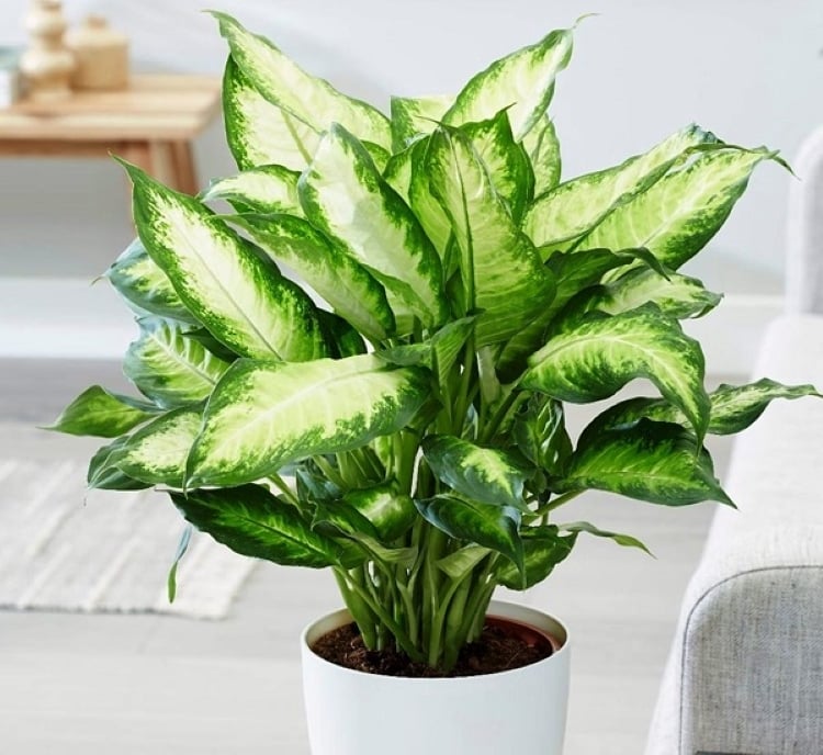 Cây vạn niên giúp gia chủ nhận được nhiều may mắn.