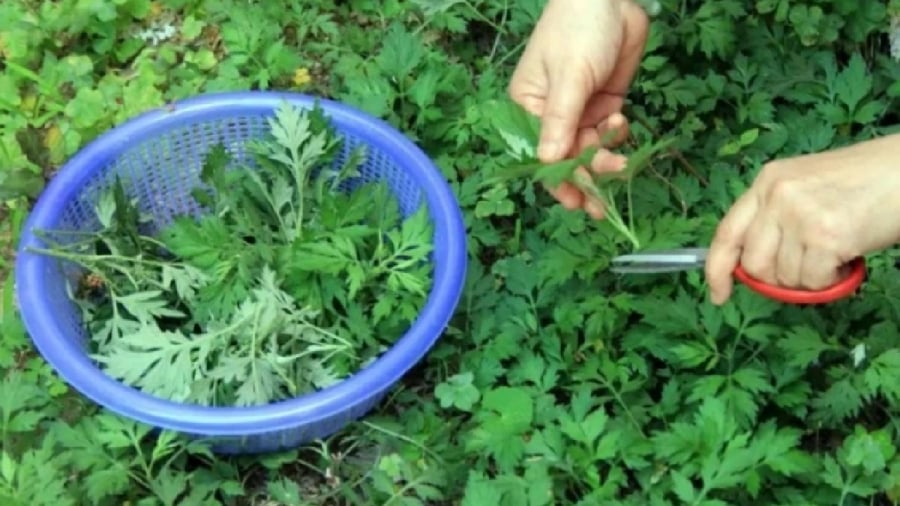 Ngoài dùng để nấu ăn, bạn có thể sử dụng ngải cứu theo nhiều cách khác nhau.