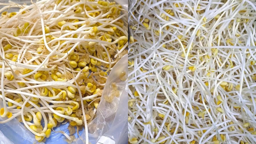 Giá đỗ không rễ thường là loại được ủ bằng hóa chất gây hại cho sức khỏe.