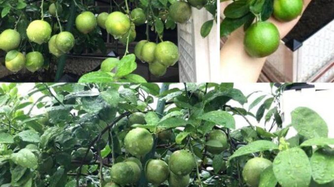 Cách trồng chanh trong chậu cho quả sai lúc lỉu quanh năm, cả nhà ăn không xuể