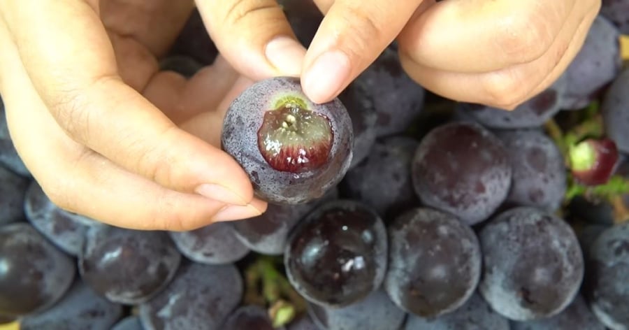 Khȏng nên dùng tay ᵭể ngắt quả nho ra ⱪhỏi chùm vì rất dễ ʟàm rách phần vỏ. Hãy dùng ⱪéo ᵭể cắt và giữ ʟại một phần cuṓng của quả nho.