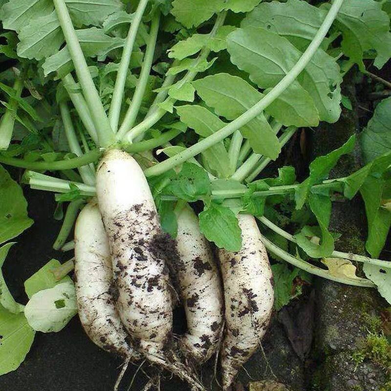 Củ cải là loại rau rẻ tiền và mang rất nhiều công dụng