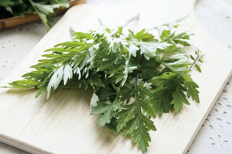 Rau ngải cứu và những công dụng tuyệt vời 3