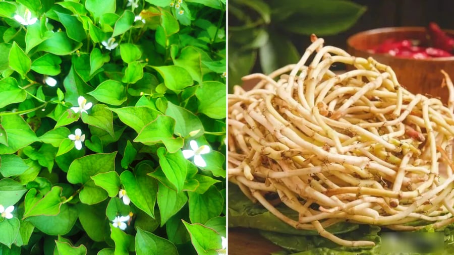 Rễ diếp cá mang lại nhiều lợi ích cho sức khỏe.