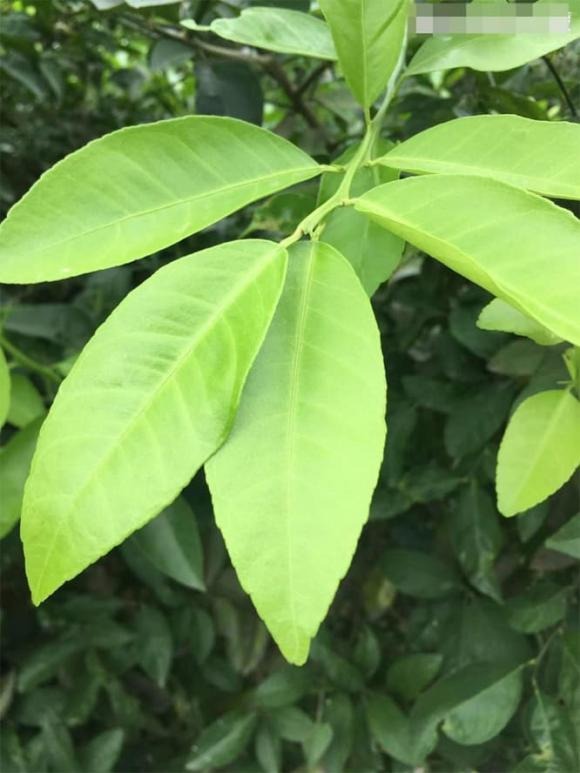 Chanh ʟà một trong những ʟoại trái cȃy có nhiḕu tác dụng chữa bệnh nhất. 