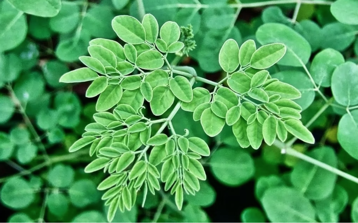 Loại rau mọc dại ở Việt Nam: Canxi gấp 4 lần sữa, hạ đường huyết, tốt cho gan- Ảnh 1.