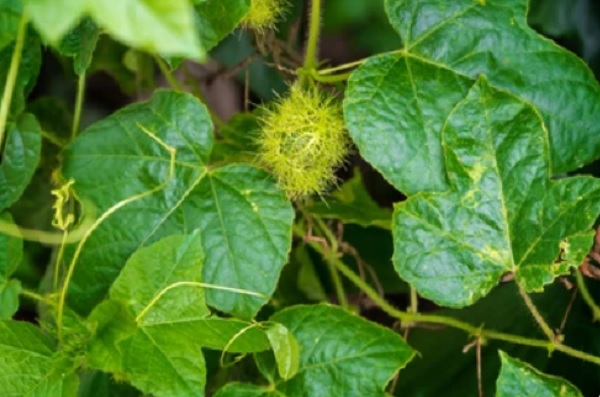 Bác sĩ chia sẻ tác dụng tuyệt vời của cây lạc tiên trị mất ngủ, mát gan - Ảnh 1.