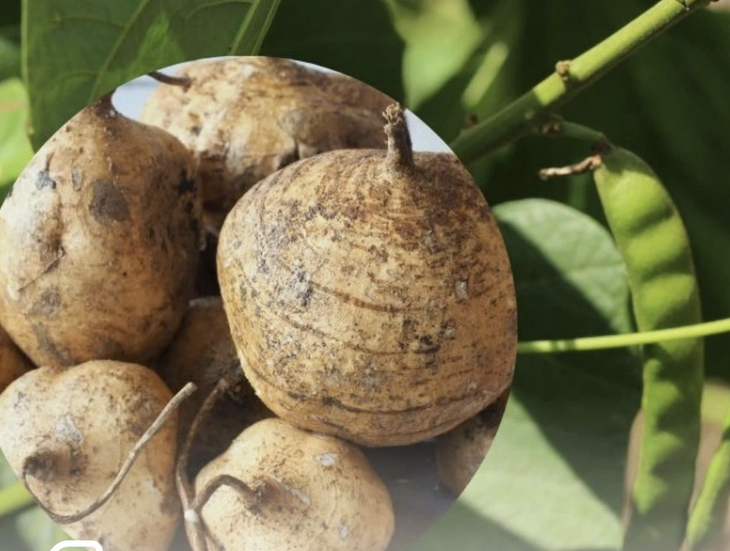 Gia đình 6 người nhập viện nghi ngộ độc sau khi ăn hạt cây củ đậu - Ảnh 1.