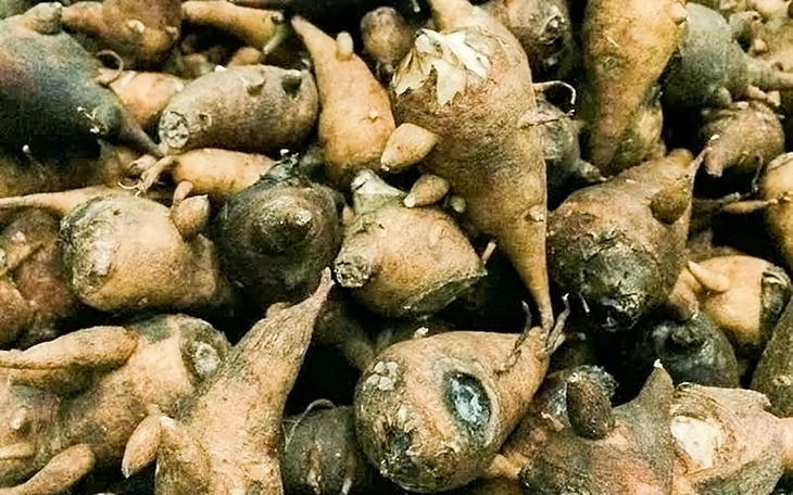 Nhiều người nhập viện sau khi ăn hạt củ đậu - Ảnh 2.